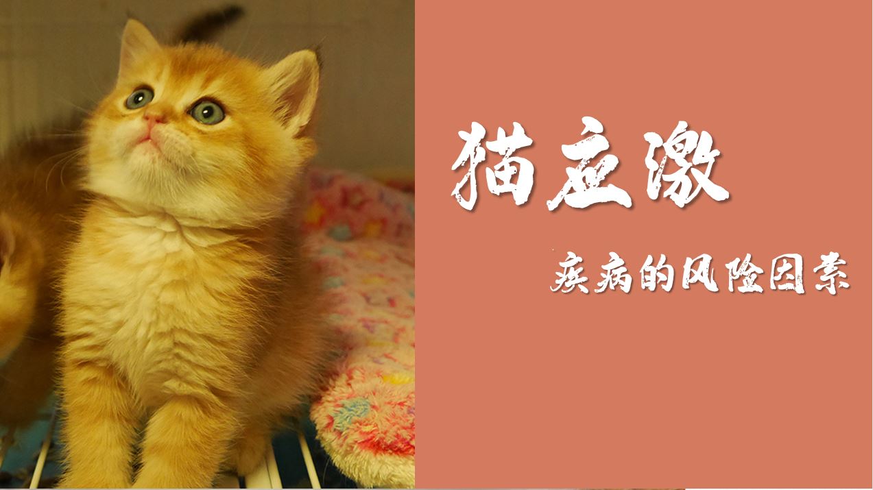 猫的应激对健康影响